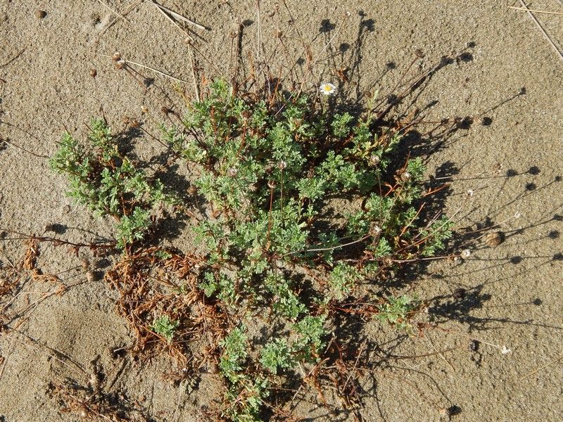 Anthemis maritima / Camomilla marina
